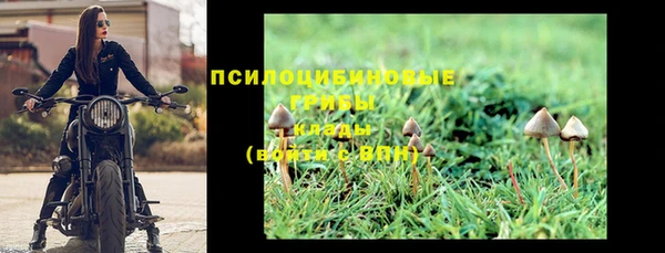 прущие грибы Елабуга